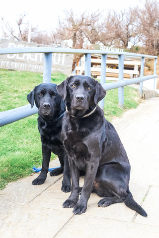 black labradors